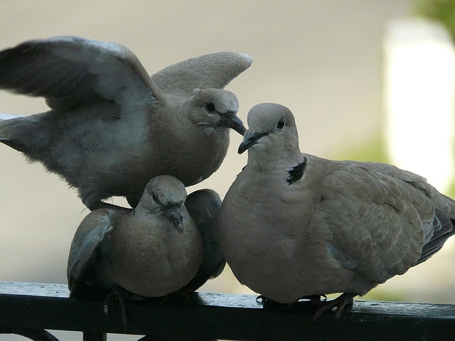 gołąbki kłócą się