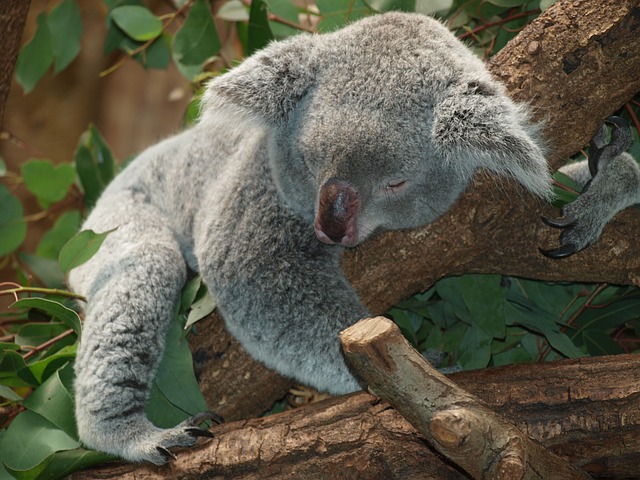śpiący miś koala