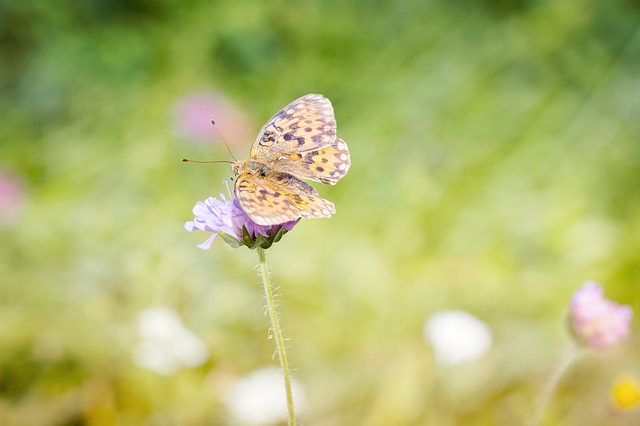 Motyl na kwiatku