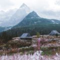 Kwiaty na łące, w oddali góy Tatry