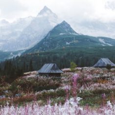 Kwiaty na łące, w oddali góy Tatry
