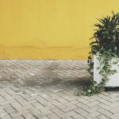 Kostka brukowa i donica z rośliną