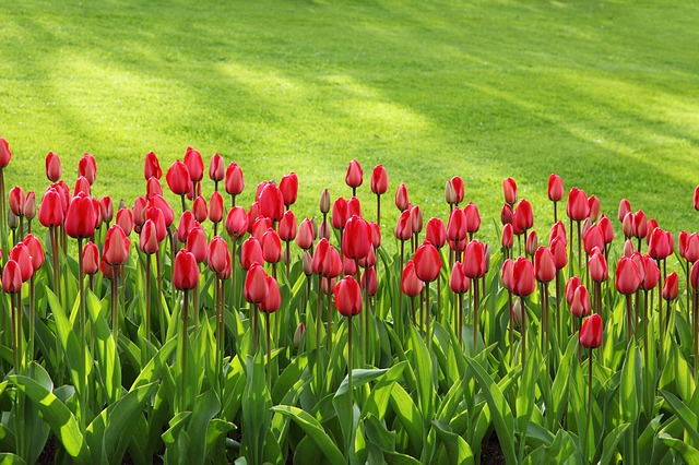 tulipany-trawa-kratka-trawnikowa